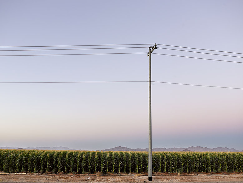 Utility pole and power lines standing at the edge of a verdant corn field during twilight in Buckeye, Arizona, termed 