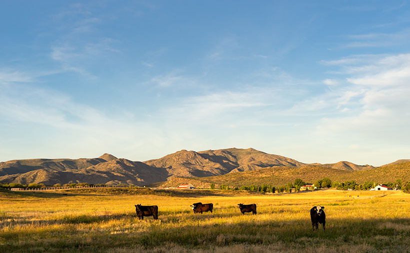 Cattle on an Arizona ranch in the foreground with the picturesque Seal Mountain, the model for Arizona's state seal, in the background.