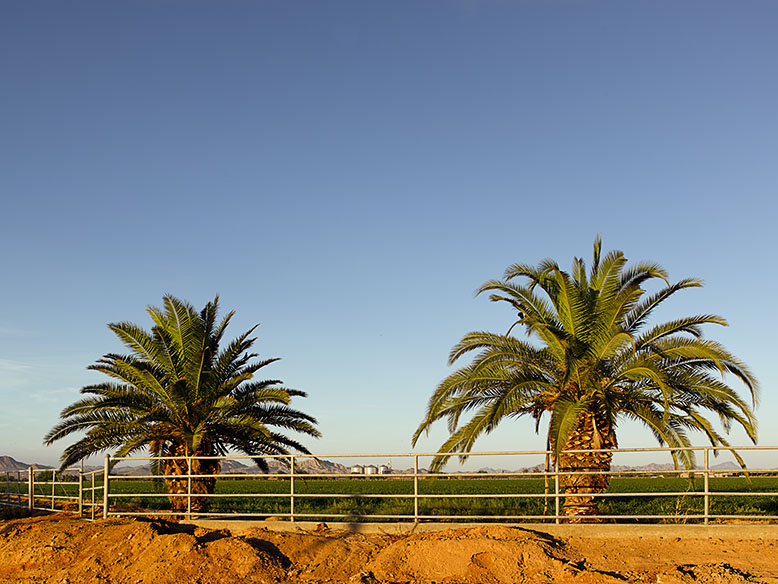 Two palm trees beside a canal in Buckeye, Arizona, with a clear blue sky and desert landscape in the background.