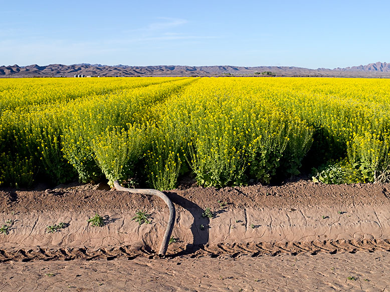 Bright yellow mustard crop fields being irrigated under the Arizona sun, with mountain silhouettes in the distance.