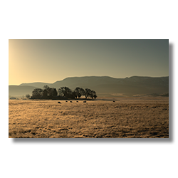 Cattle grazing in a field with frost under cottonwood trees at sunrise in Peeples Valley, Arizona