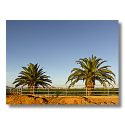 A pair of date palms on the corner of an alfalfa field.