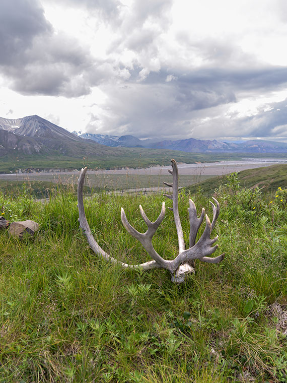 A set of male reindeer antlers found near the Toklat Rriver in Alaska.