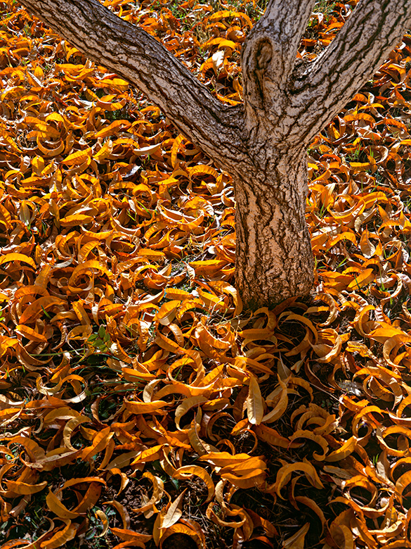 Peach tree trunk with the ground covered in fallen leaves resembling peach slices at Shady Dells Orchard.
