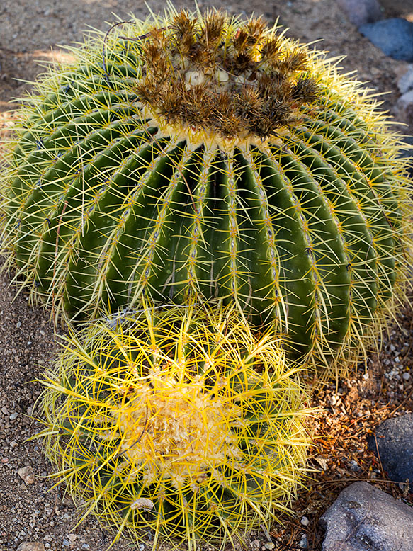 Close-up downward study of a Barrel Cactus and its offshoot, appearing as if the larger cactus is giving birth to the smaller one.