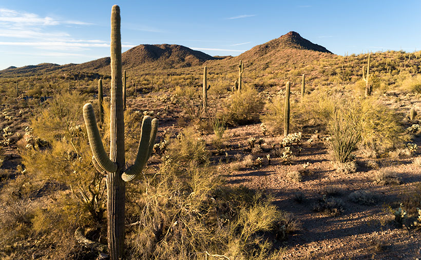 Foreground saguaro cactus with palo verde and cholla in the Sonoran Desert, backed by low peaks near Wickenburg.