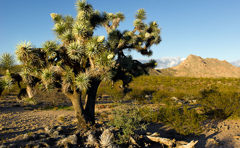 A towering Joshua Tree on the left with the Date Creek Range in the background, bathed in late afternoon sun and surrounded by typical desert foliage.
