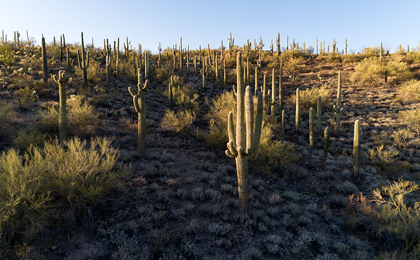 South-facing slope in the Wickenburg Mountains covered in saguaros, with their tops lit by late afternoon sun.