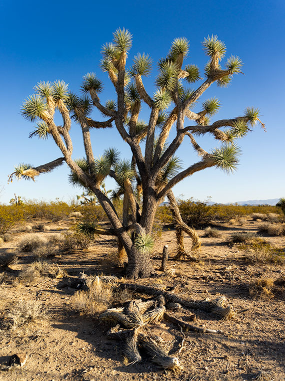 Isolated Joshua Tree in the Sonoran Desert - 'Summer Joshua' Image