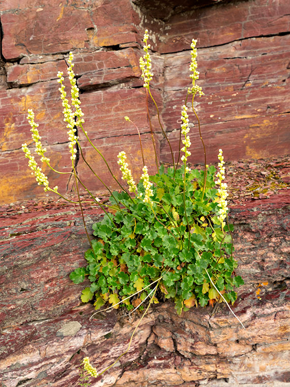 Rockmat growing on a redwall cliff in Glacier.