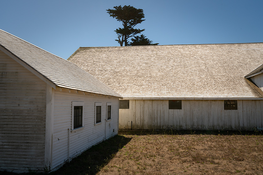 White dairy buildings at Pierce Point Ranch with a Monterey Cypress tree in the background, Point Reyes, California