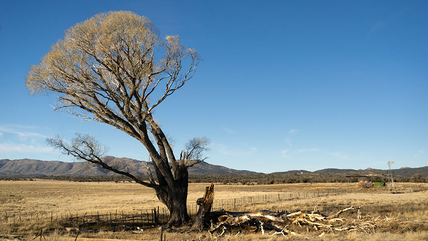 A cottonwood tree broken by the winter wind leans off balance.