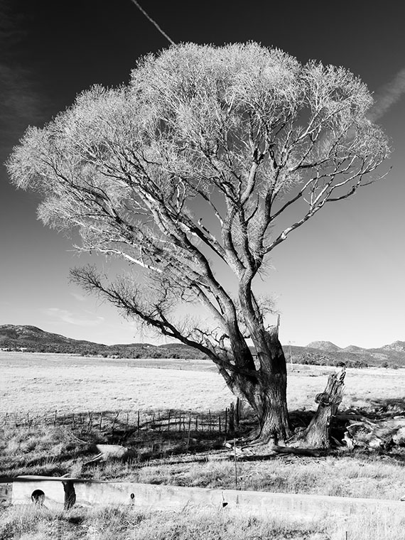 An old cottonwood tree grows along the irragation lines in a Peeples Valley Meadow.