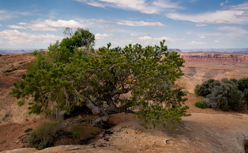 iñon pine tree growing on the edge of Cedar Mesa in the Utah desert