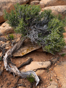 Twisted juniper tree growing out of sandstone rocks on Cedar Mesa, displaying an ancient and resilient nature