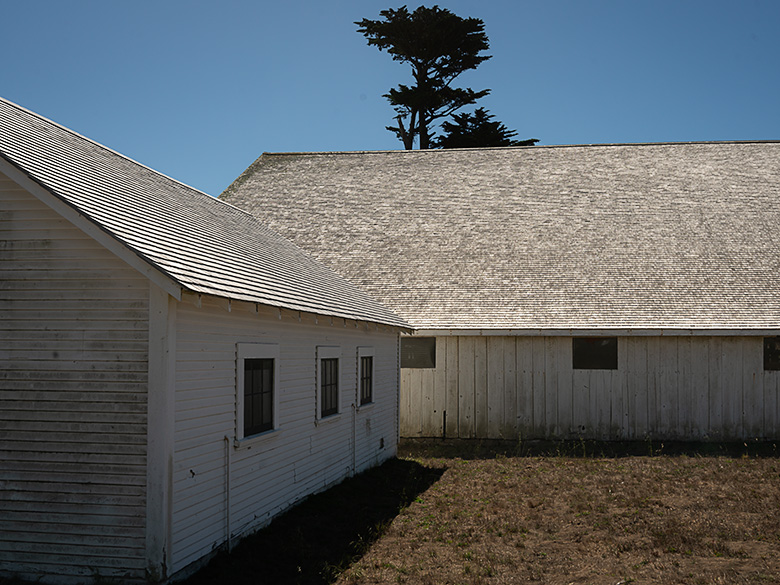 White Dairy Buildings with Monterey Cypress at Pierce Point Ranch