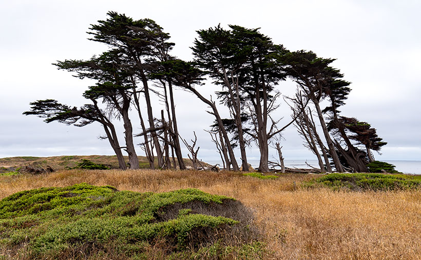 Windblown coastal pines along the shore in Ft. Bragg, California.