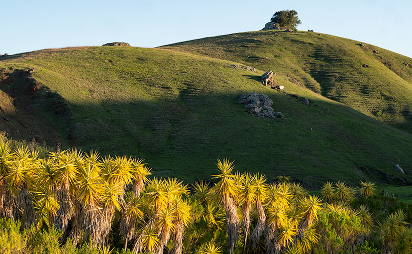 The morning sun highlights a hedge of Yuccas in the rolling hills of California's central coast.