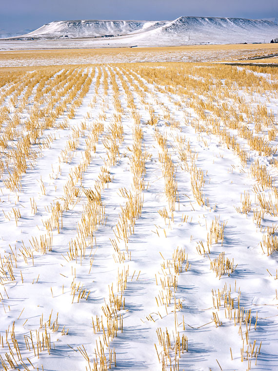 Wheat stalks from autumn's harvest poke through fresh snow along US 89 in Montana.
