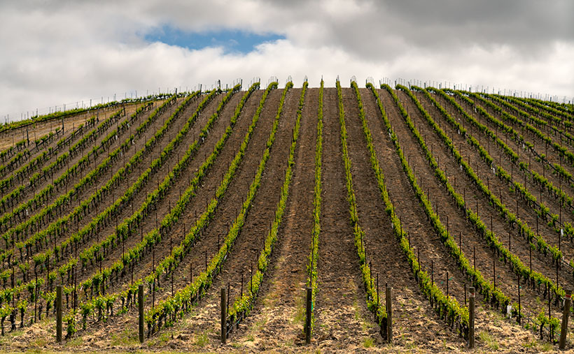 Neat rows of young grapevines ascending the gentle slopes under a cloudy sky in Paso Robles, showcasing the meticulous care in vineyard management.