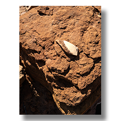 A solitary pottery shard from ancient Puebloan culture, found resting on a rock surface in Homolovi State Park.