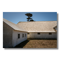 White dairy buildings at Pierce Point Ranch with a Monterey Cypress tree in the background, Point Reyes, California