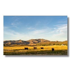 Cattle graze in fields beneath Seal Mountain near Walnut Grove, Arizona.