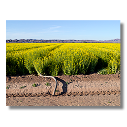 An irrigation pipe lays in a water ditch at a mustard field in Welton, Arizona.