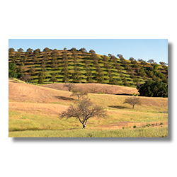 A captivating landscape photo of Adelaida winery's orchard on a hill, with rolling grassy hills in the foreground, under a clear blue sky in San Luis Obispo County.