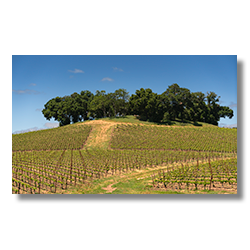 Vast vineyard in Paso Robles with rows of grapevines leading up to a tree-covered hill.