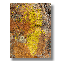 Colorful Lichen grow like fur on the large boulders.