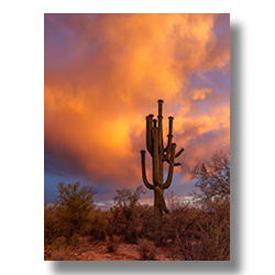 The iconic saguaro cactus of Florence, Arizona silhouetted by the dramatic hues of a monsoon sunset, reflecting the desert's fiery spirit.