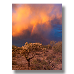 A cholla cactus stands against a dramatic sky with virga clouds and a fragment of a rainbow, epitomizing the Arizona monsoon season.