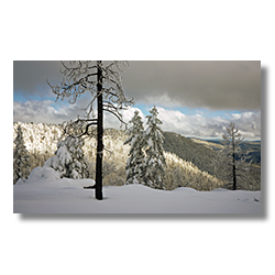 Snow-laden Ponderosa pines stand majestically along the Mogollon Rim, creating a serene and picturesque Arizona winter scene.