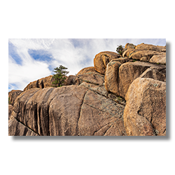 Trees growing in the cracks in the boulders at Granite Dells in Prescott, Arizona.
