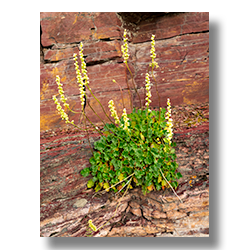 Rockmat in bloom growning on a red granite ledge in Glacier National Park.