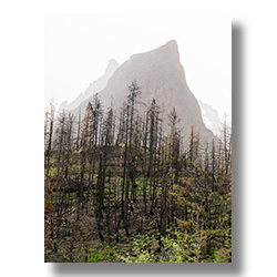 The remains of burnt pines under mountain peaks shrouded in the fog.