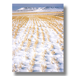 Stalks of harvested hay poke through the early snow at the edge of Montaina's prarie.