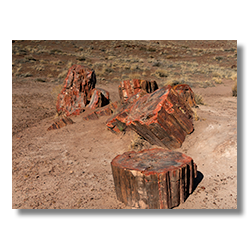 Several large pieces of petrified wood clustered together in Petrified Forest's agate section