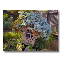 Wooden Tudor-style birdhouse covered with thick succulents in a sunlit Cambria Pines Lodge garden.