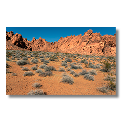 Creosote and Brittlebush dotting the red desert landscape of Valley of Fire State Park under a clear blue sky.