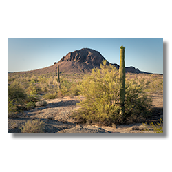 Blooming saguaro cactus in front of Fourth of July Butte in the Arizona desert.