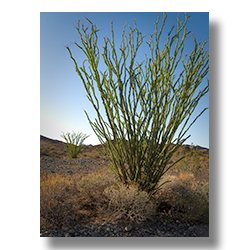 Leafy Occotillo with a second plant in the background, photographed in the Arizona desert after rainfall.
