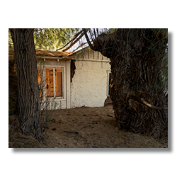 East side of historic adobe homestead at Palmerita Ranch shaded by two large tamarisk trees.