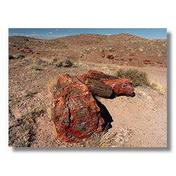 Two vibrant red petrified logs in the middle of Petrified Forest National Park against a desert backdrop.