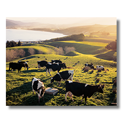 Dairy cows grazing in a green field at sunset in Kaikoura, New Zealand.