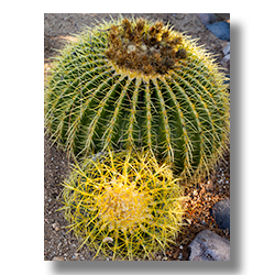 A barrel cactus and off-shoot in Congress, Arizona.