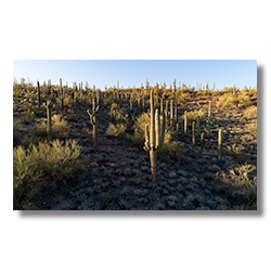A nice arrangement of saguaro in the afternoon sunlight near Wickenburg, Arizona.
