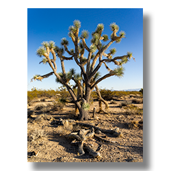 During the summer's heat, the joshua trees drop unnecessary leaves.