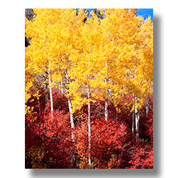 Bright yellow aspen with red huckleberry bush below.